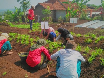 Praktik Siswa Agribisnis tanaman di Lahan Manggahang