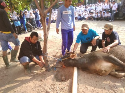 Kegiatan Kurban 2019