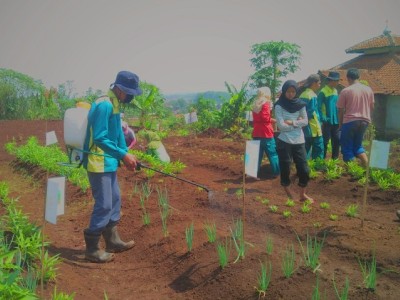 Praktik Siswa Agribisnis tanaman di Lahan Manggahang